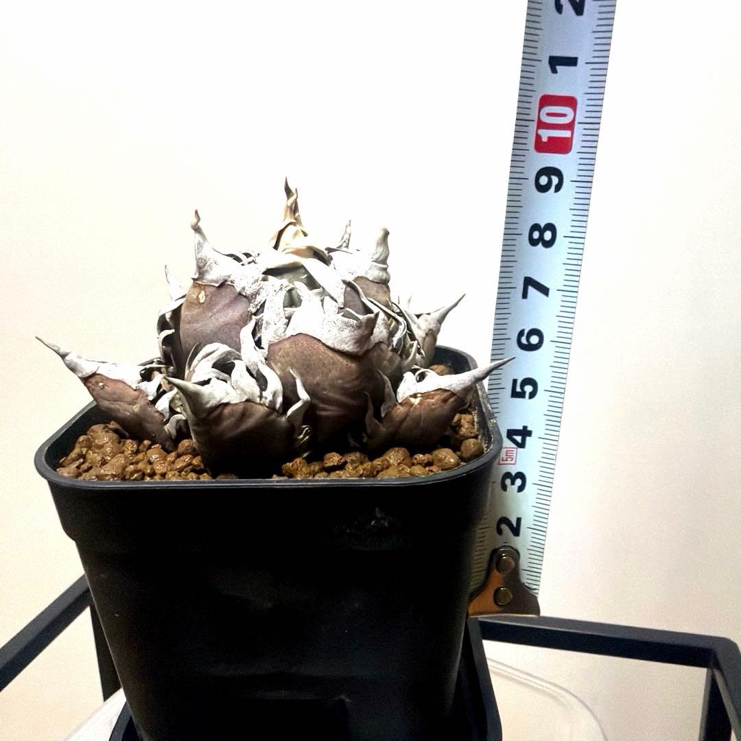 アガベ 鉢植発送 レッドキャット ゴリ猫極上血統 スペシャル個体 超特選