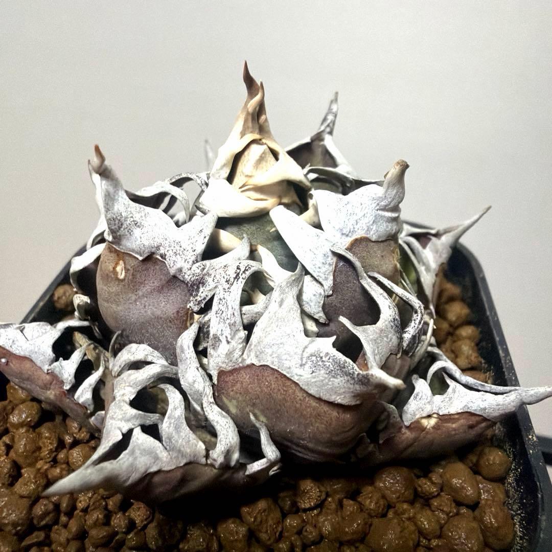 アガベ 鉢植発送 レッドキャット ゴリ猫極上血統 スペシャル個体 超特選