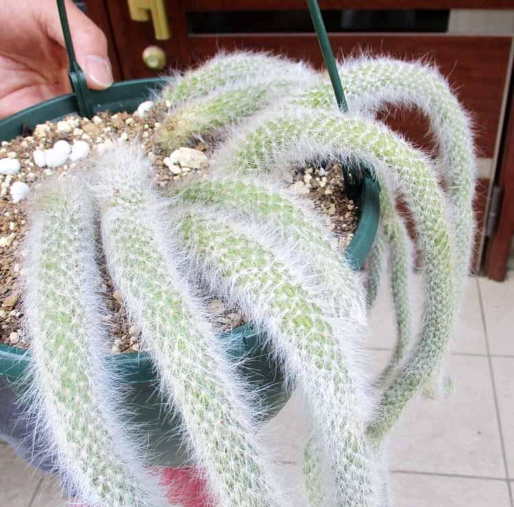 【現品】猫の尻尾　ヒルデウィンテラ・カラデモノニス（ヒモサボテン）７号　D9番