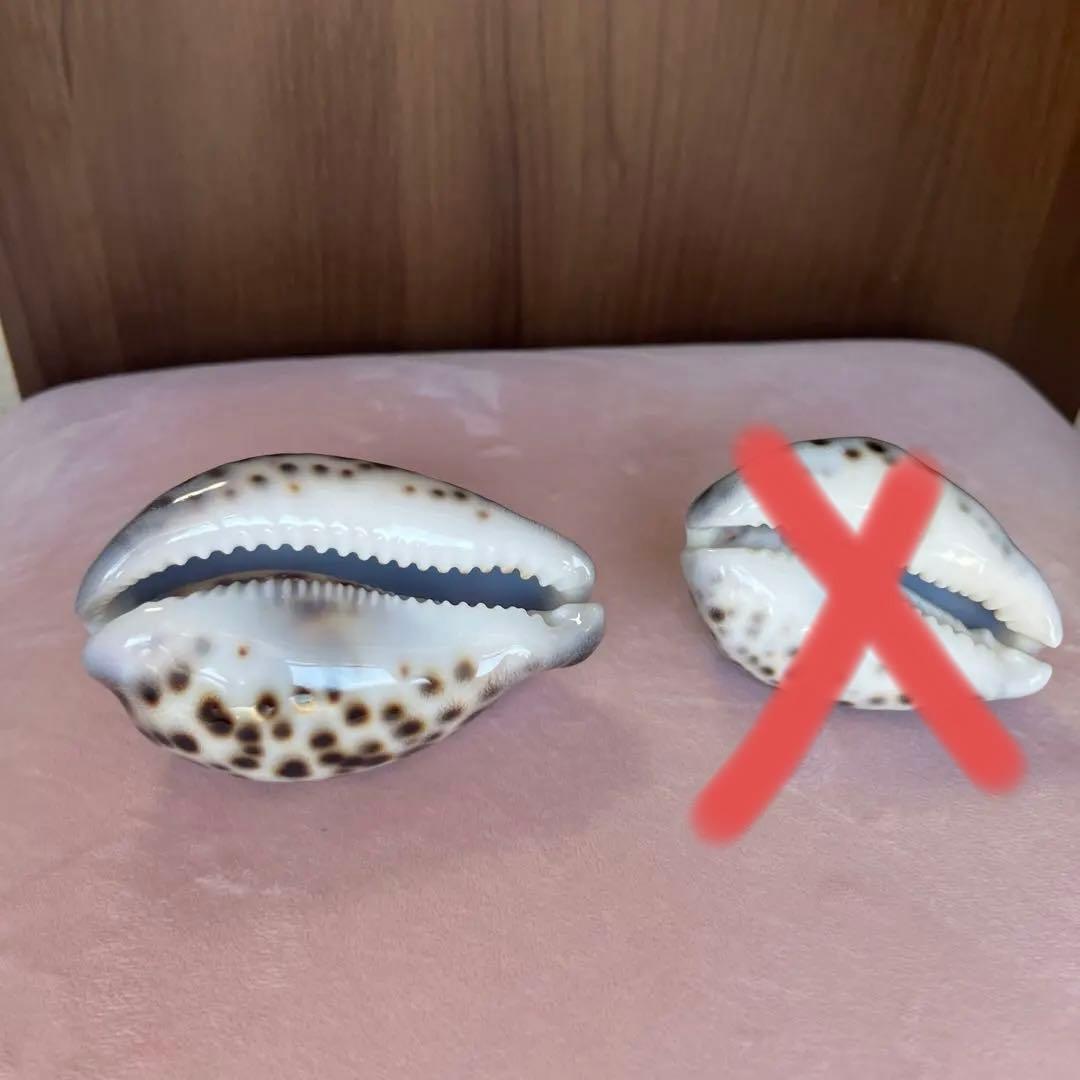 希少！美品！特大沖縄県天然星宝貝（ホシダカラ）