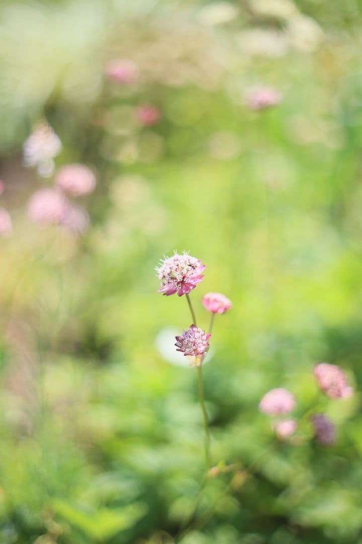 《希少》AUTO mamiya/sekor 55mm F1.8 後期型【良品】