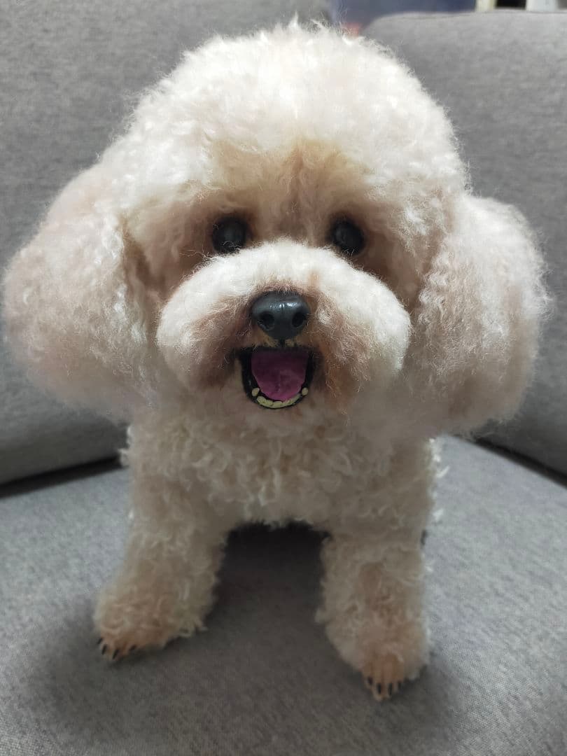 羊毛フェルトオーダー♡アプリコットプードルちゃん実物大。確認用