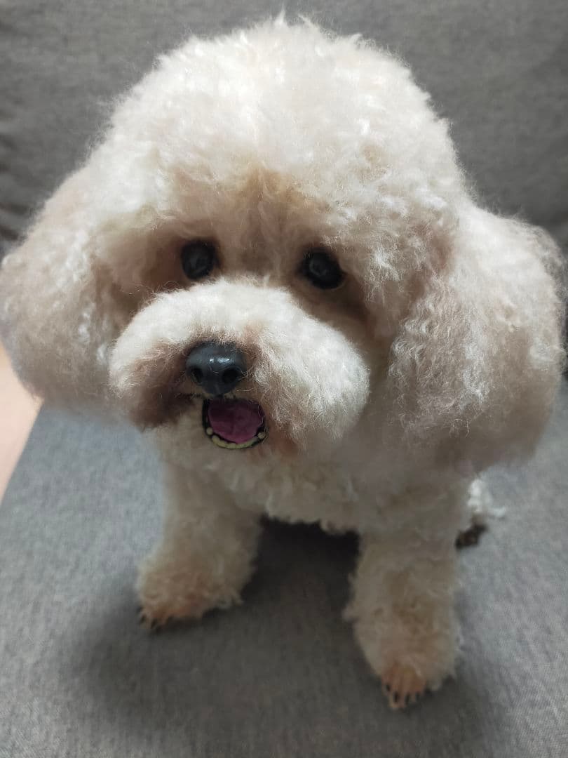 羊毛フェルトオーダー♡アプリコットプードルちゃん実物大。確認用