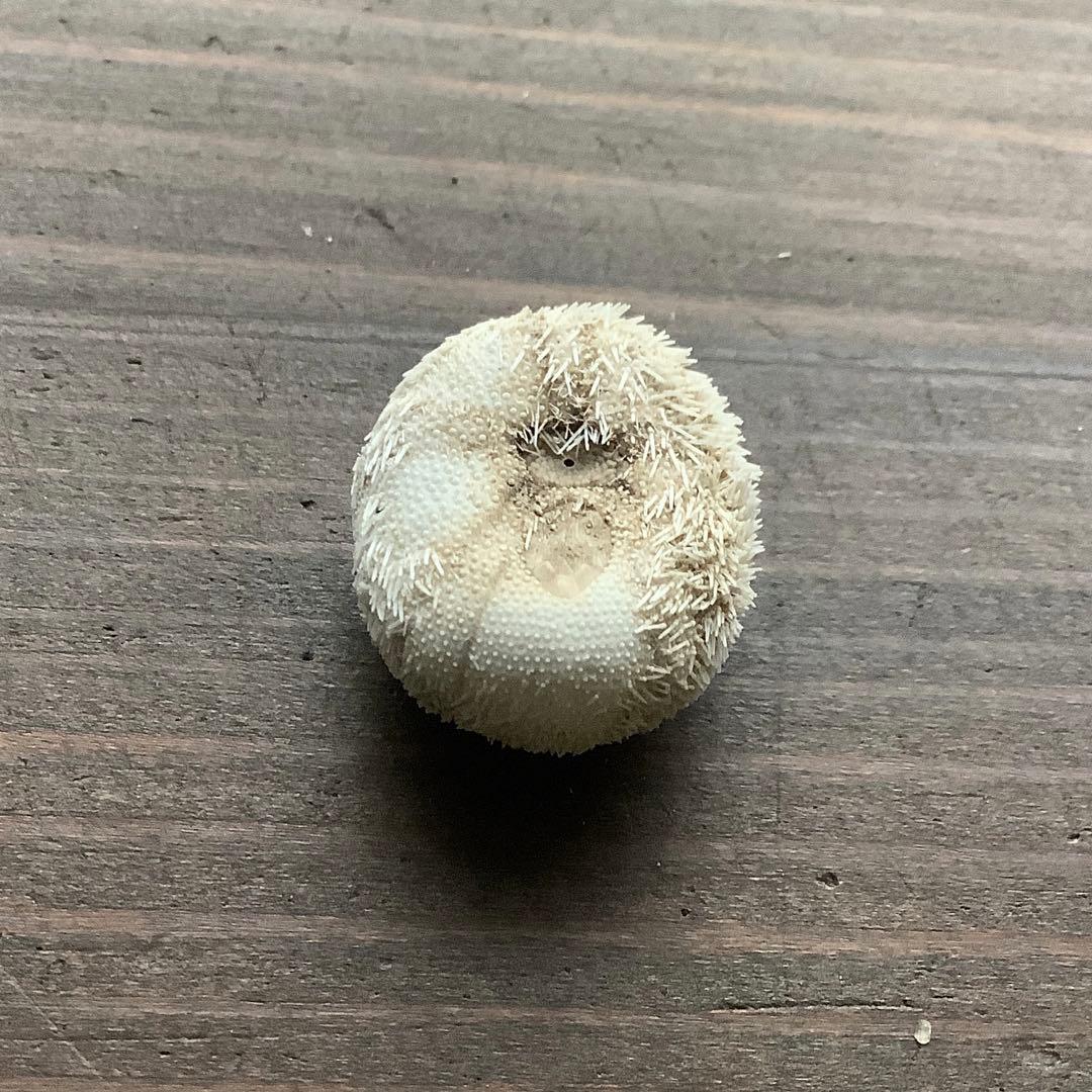 No721 タマゴウニ 棘皮動物 ウニ コレクション