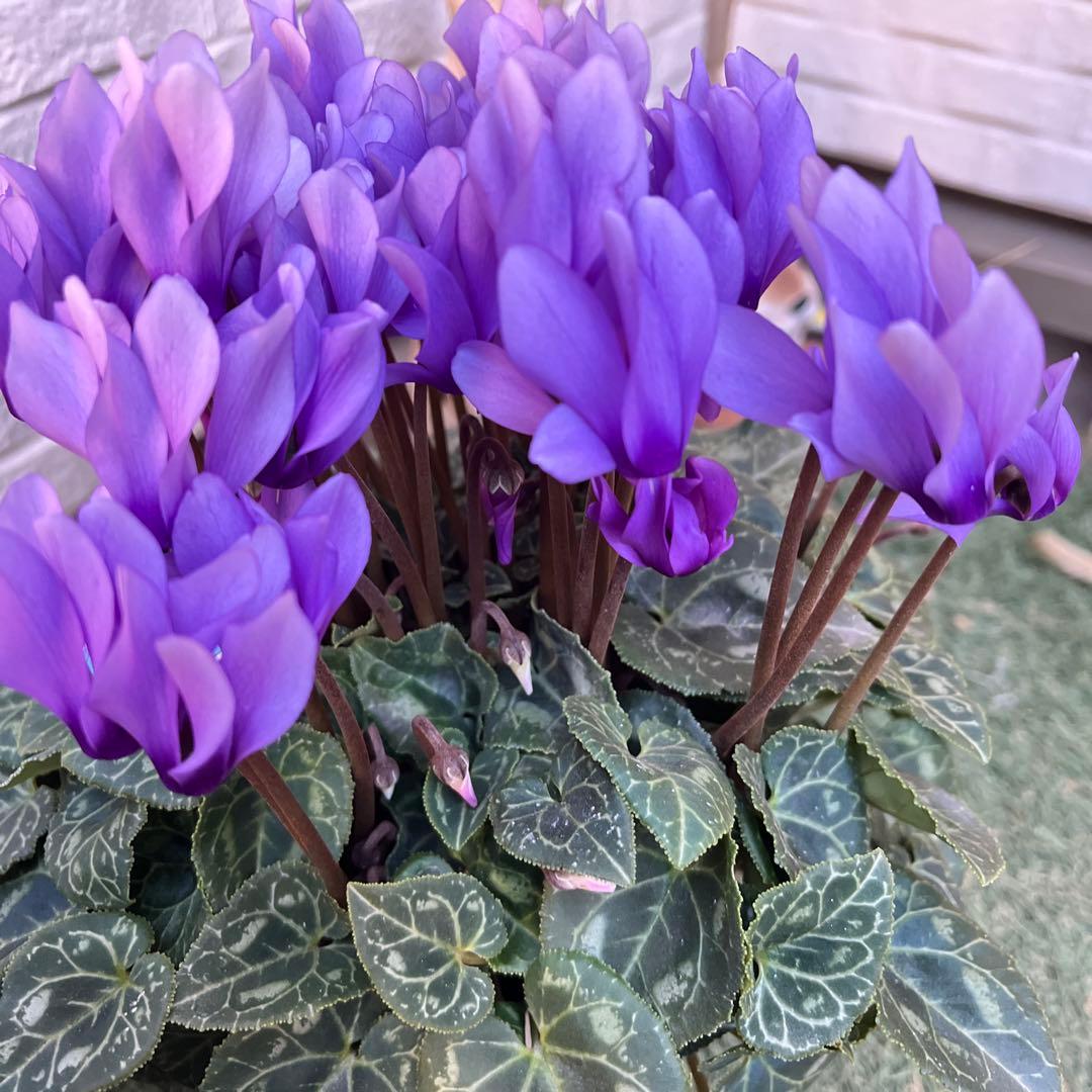 ラスト１つ　シクラメン　ドラゴン　ブルーシクラメン　ディープブルー　ライトブルー