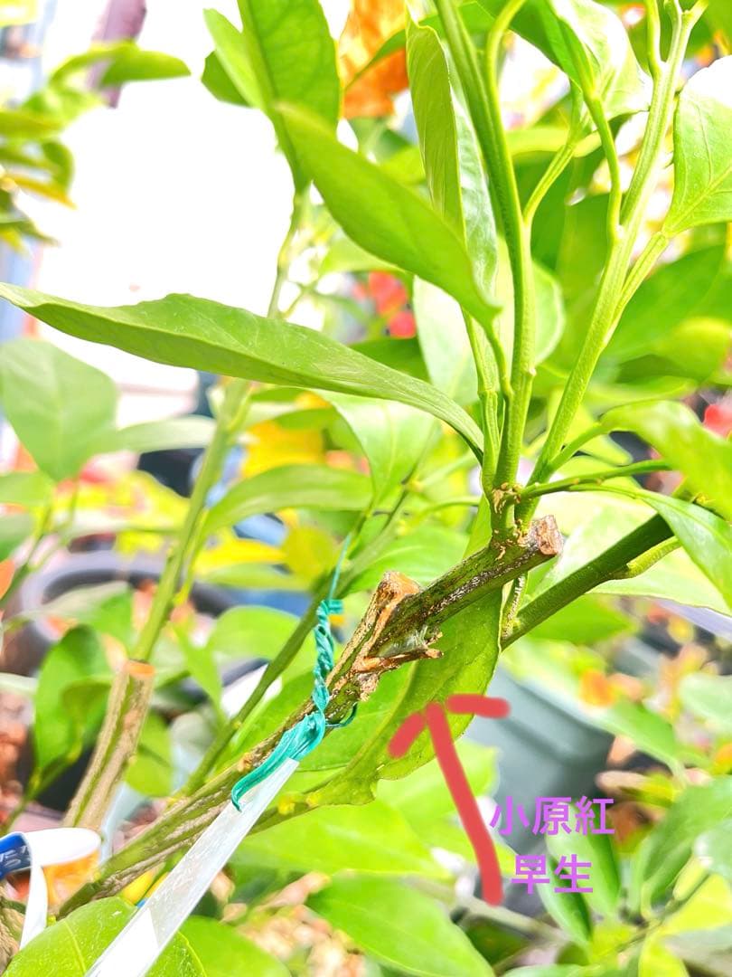 みかん苗木　品種　原口, 小原紅早生苗木 約80cm