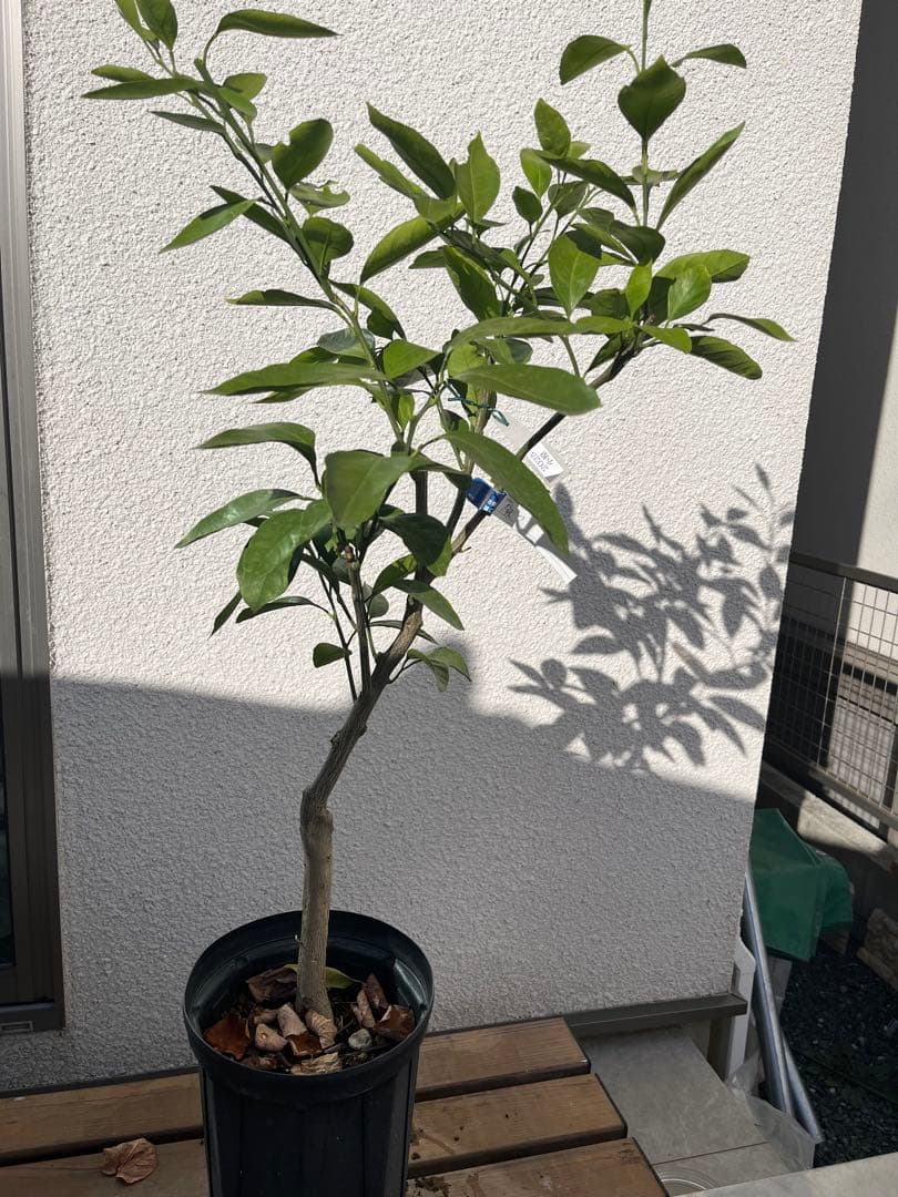 みかん苗木　品種　原口, 小原紅早生苗木 約80cm