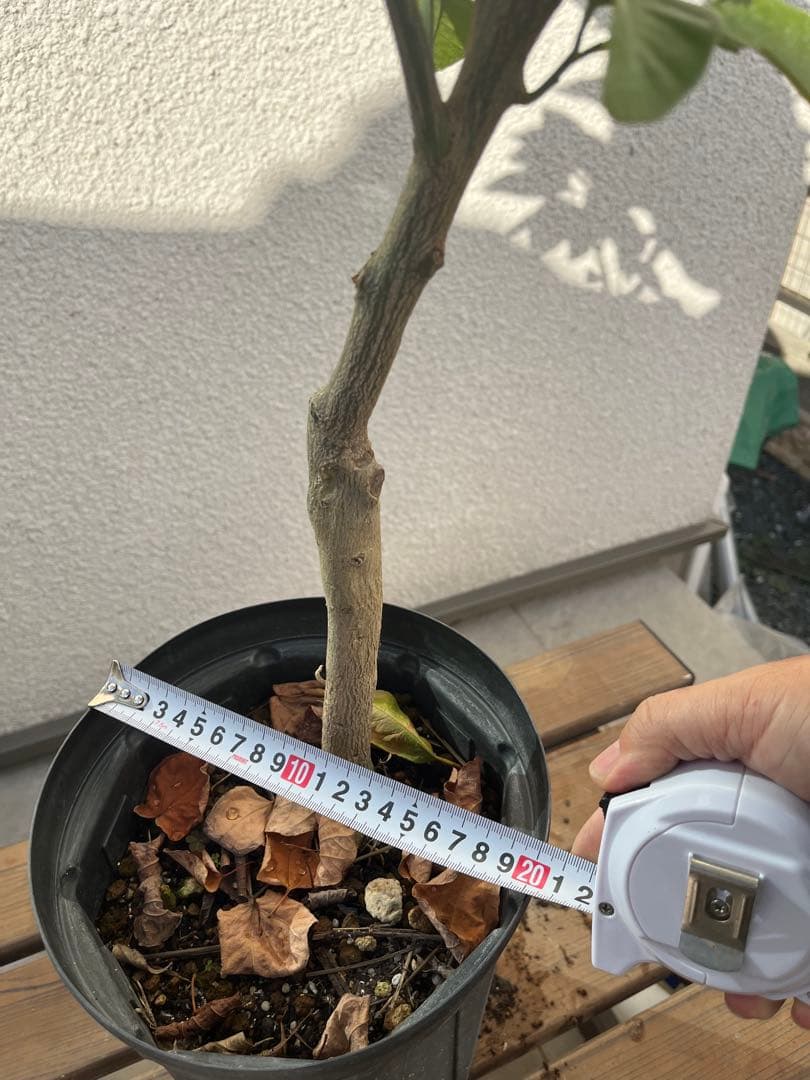 みかん苗木　品種　原口, 小原紅早生苗木 約80cm