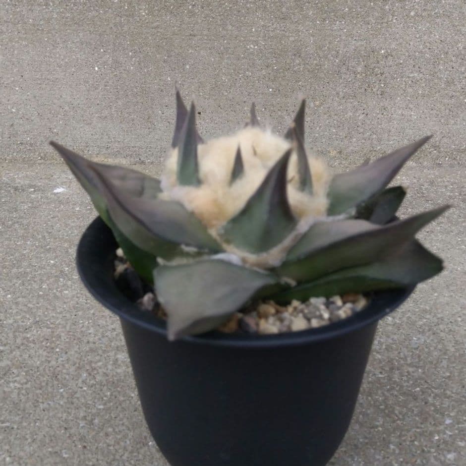 ☆サボテン　赤花牡丹　自家繁殖苗　鉢付き配送　実生