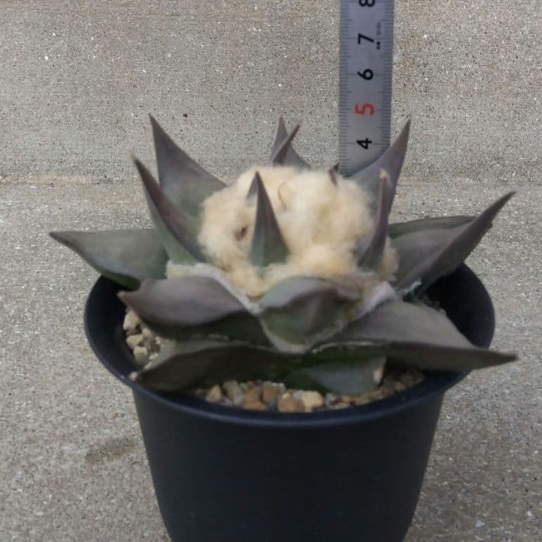 ☆サボテン　赤花牡丹　自家繁殖苗　鉢付き配送　実生