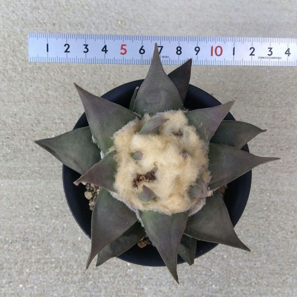 ☆サボテン　赤花牡丹　自家繁殖苗　鉢付き配送　実生