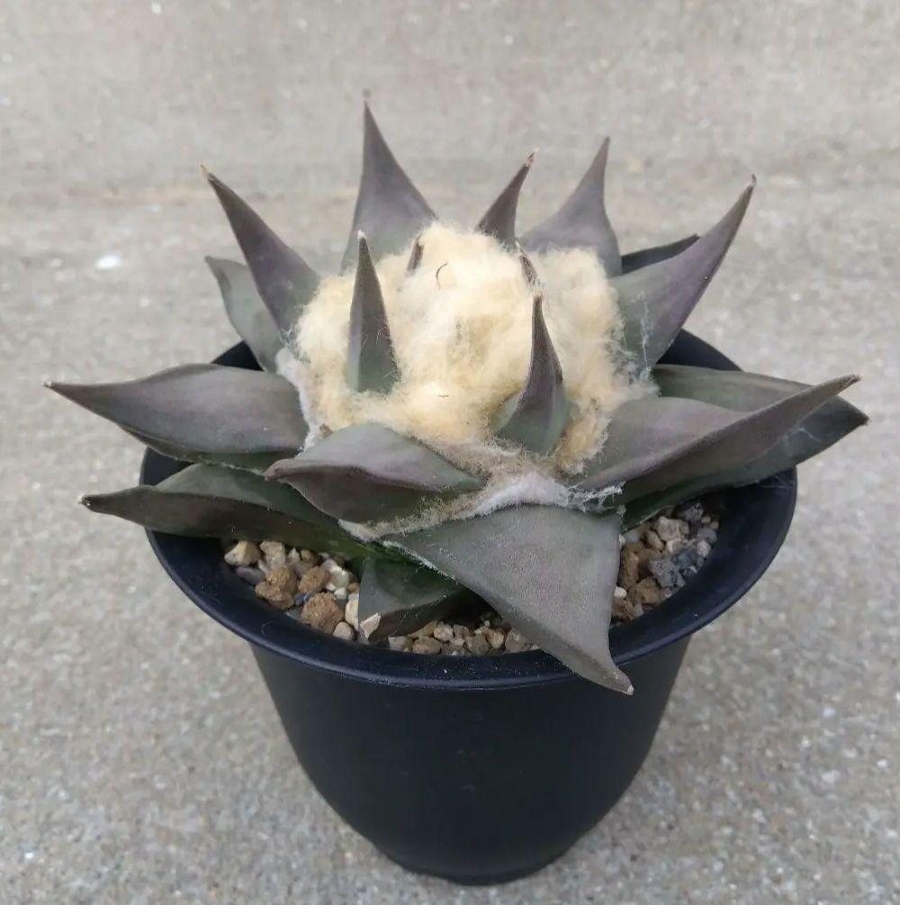 ☆サボテン　赤花牡丹　自家繁殖苗　鉢付き配送　実生