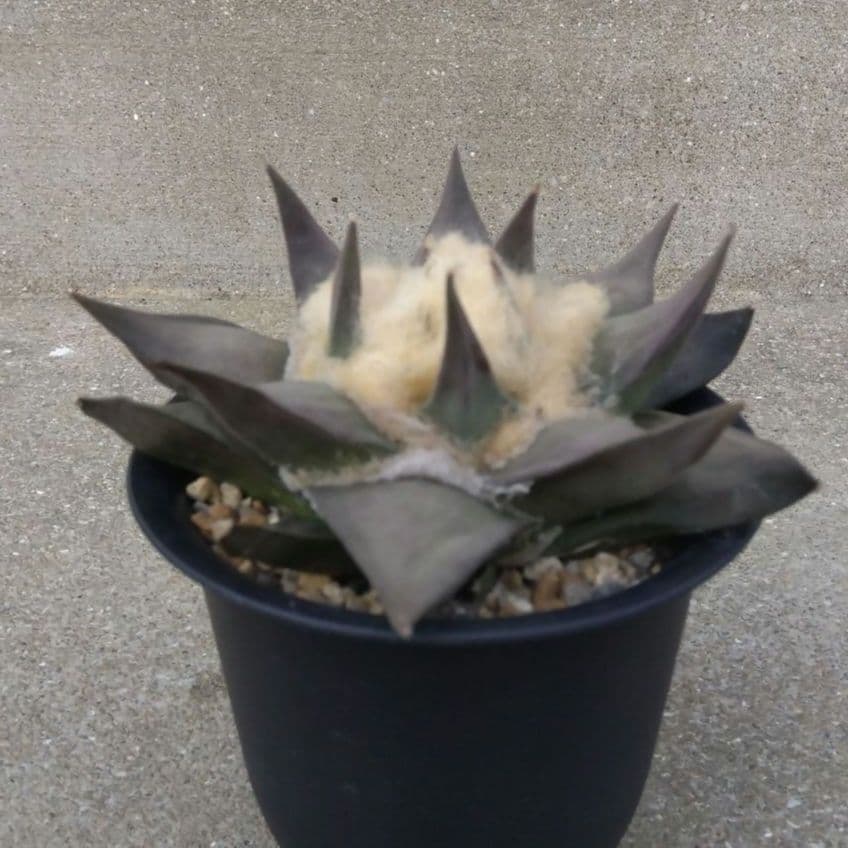 ☆サボテン　赤花牡丹　自家繁殖苗　鉢付き配送　実生