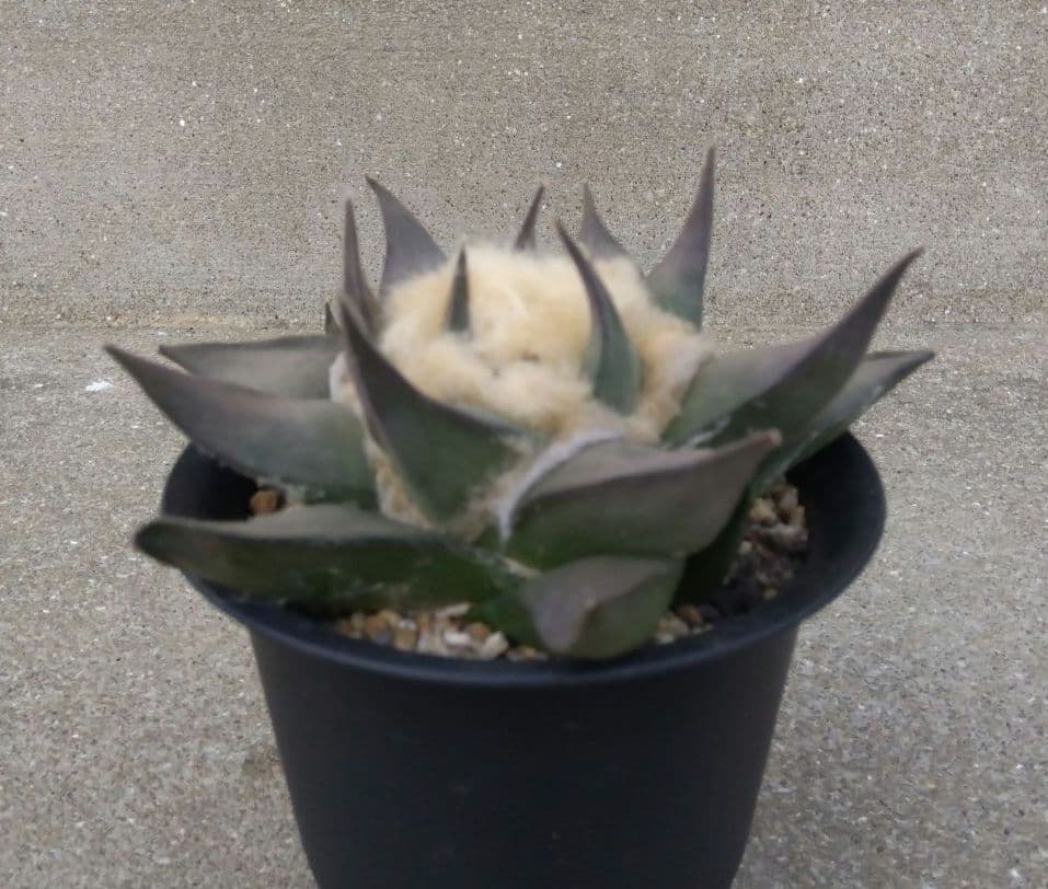 ☆サボテン　赤花牡丹　自家繁殖苗　鉢付き配送　実生