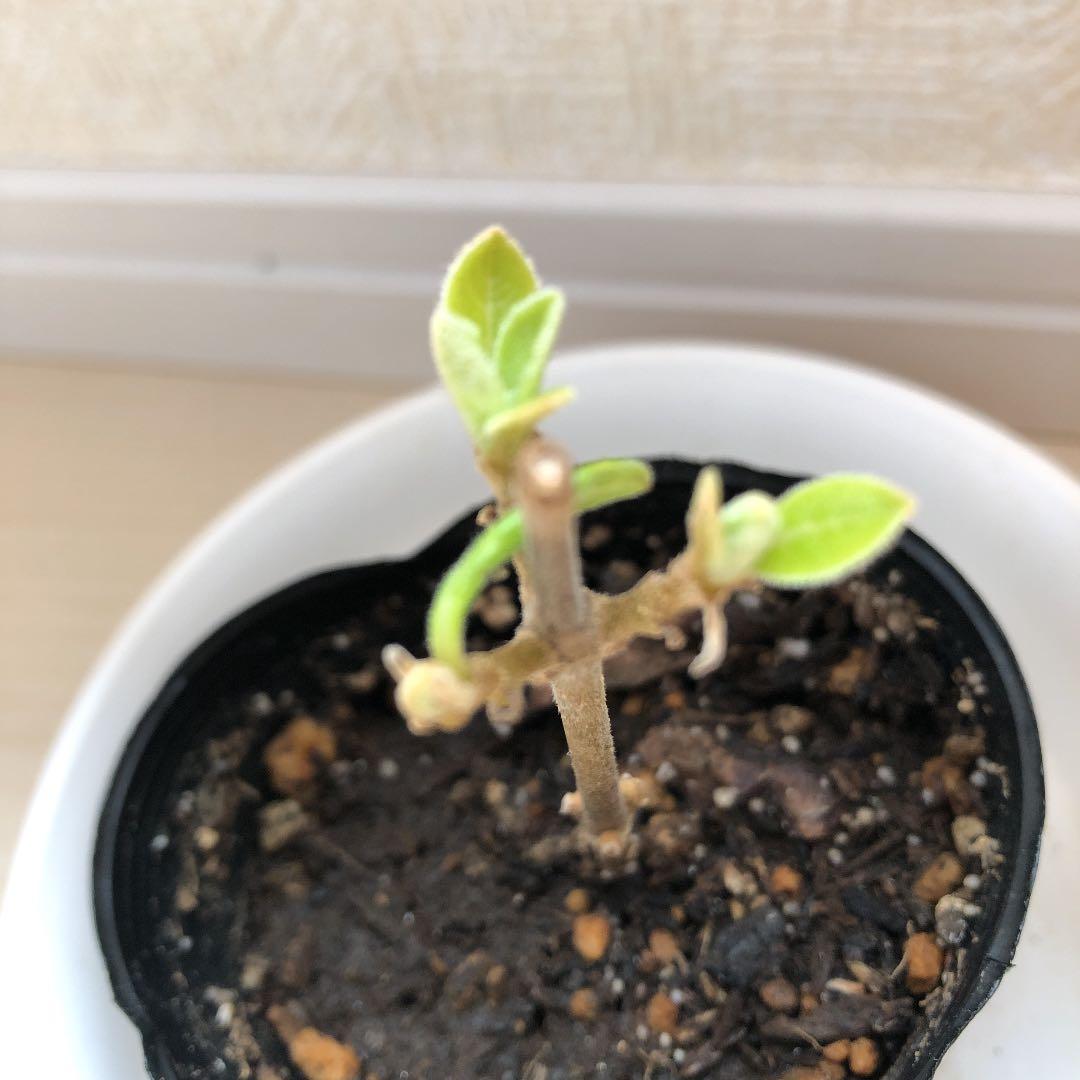 Ruki様、確認用