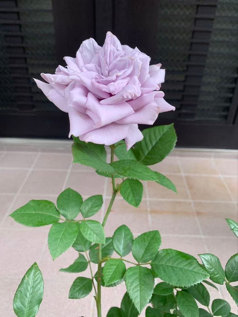 ハイブリッドティー：シャトー・ミルティーユ大苗(バラ)