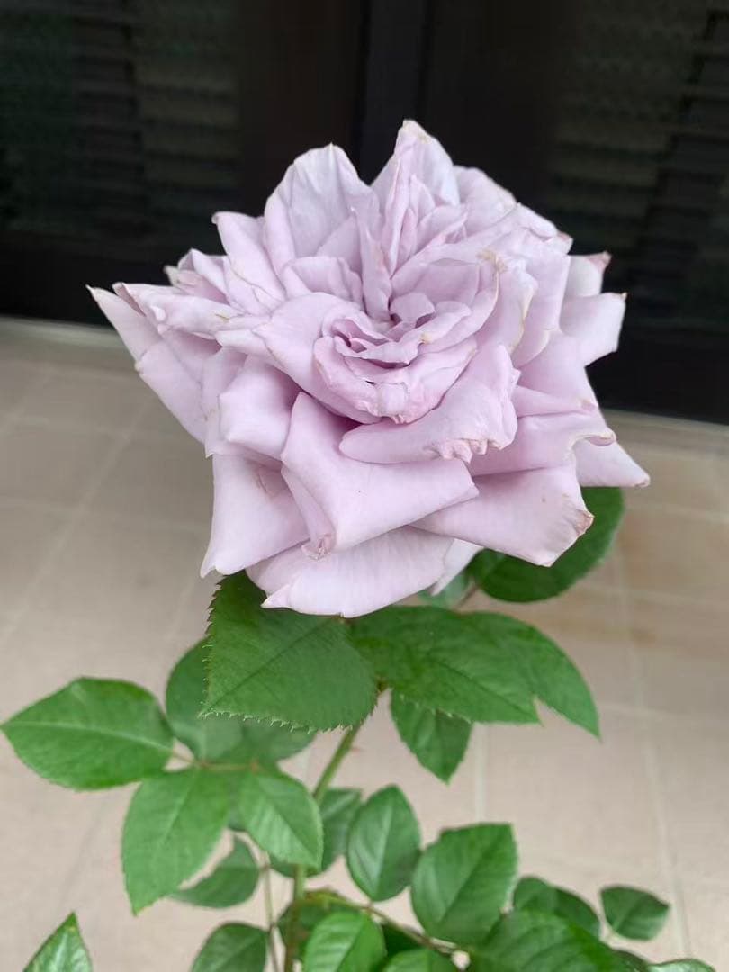 ハイブリッドティー：シャトー・ミルティーユ大苗(バラ)