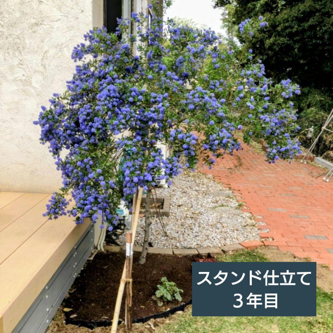 宿根草【常緑】石鹸香『カルフォルニアライラック』パシフィックブルー【５号】大苗♪