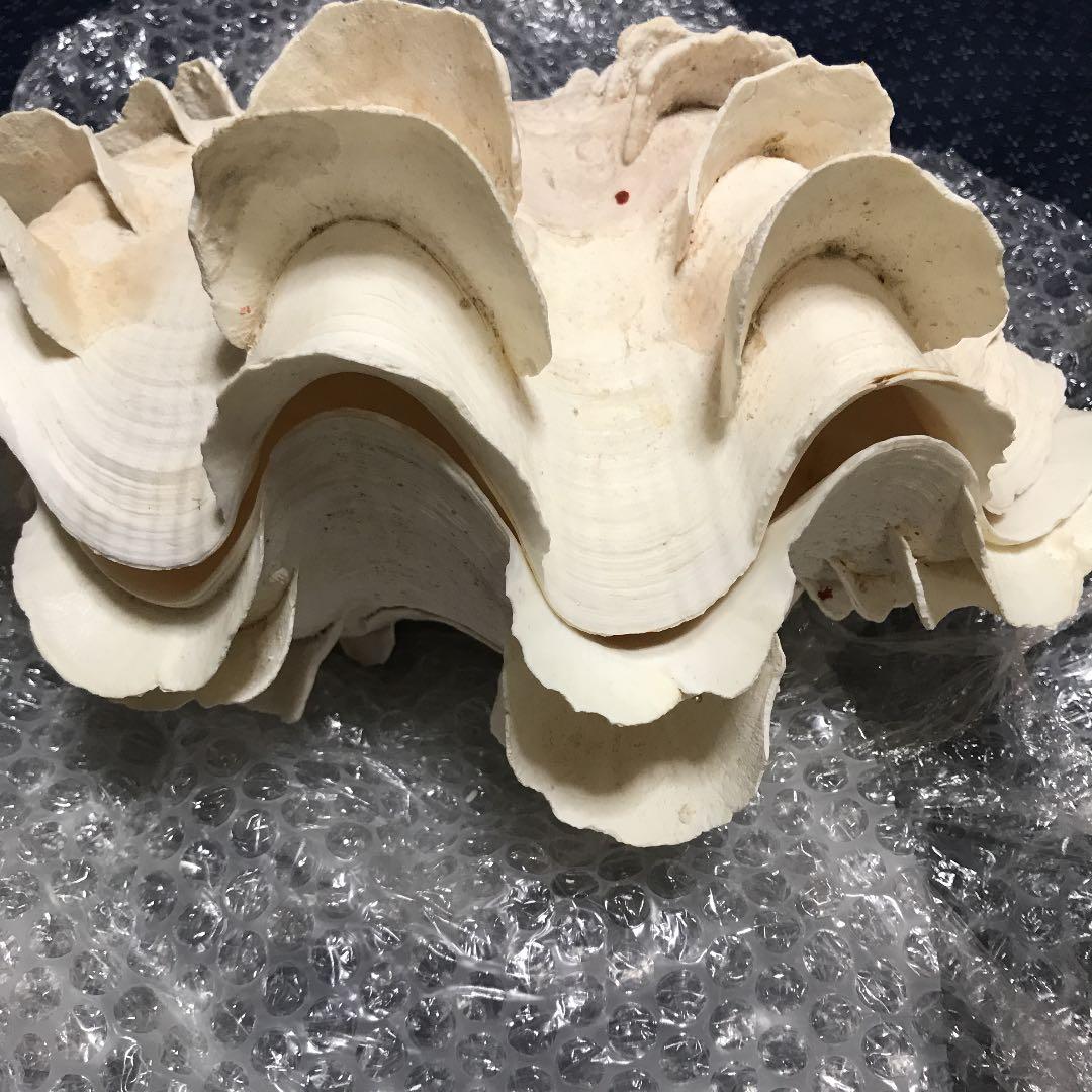 シャコ貝