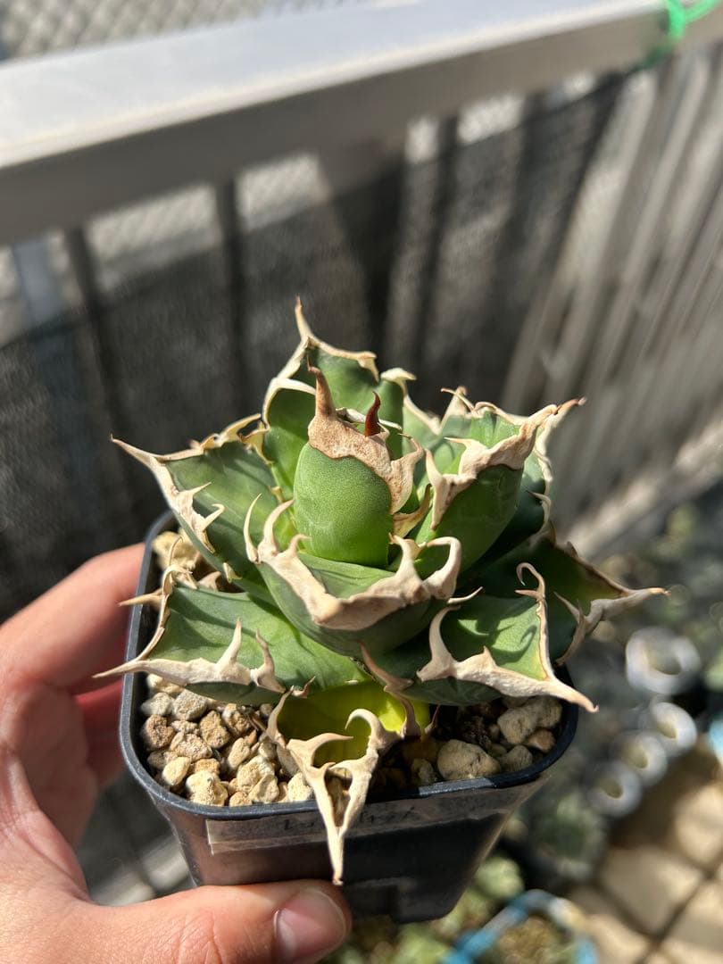 現物セット アガベチタノタ 赤猫 狼人