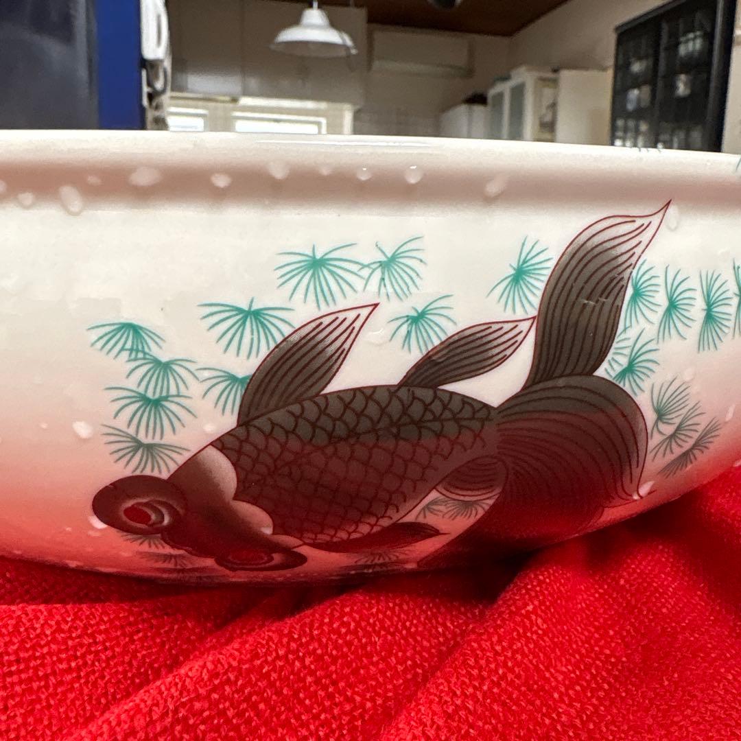 出目金がとてもカッコイイ、色合いが素晴らしい、金魚鉢、メダカとか。