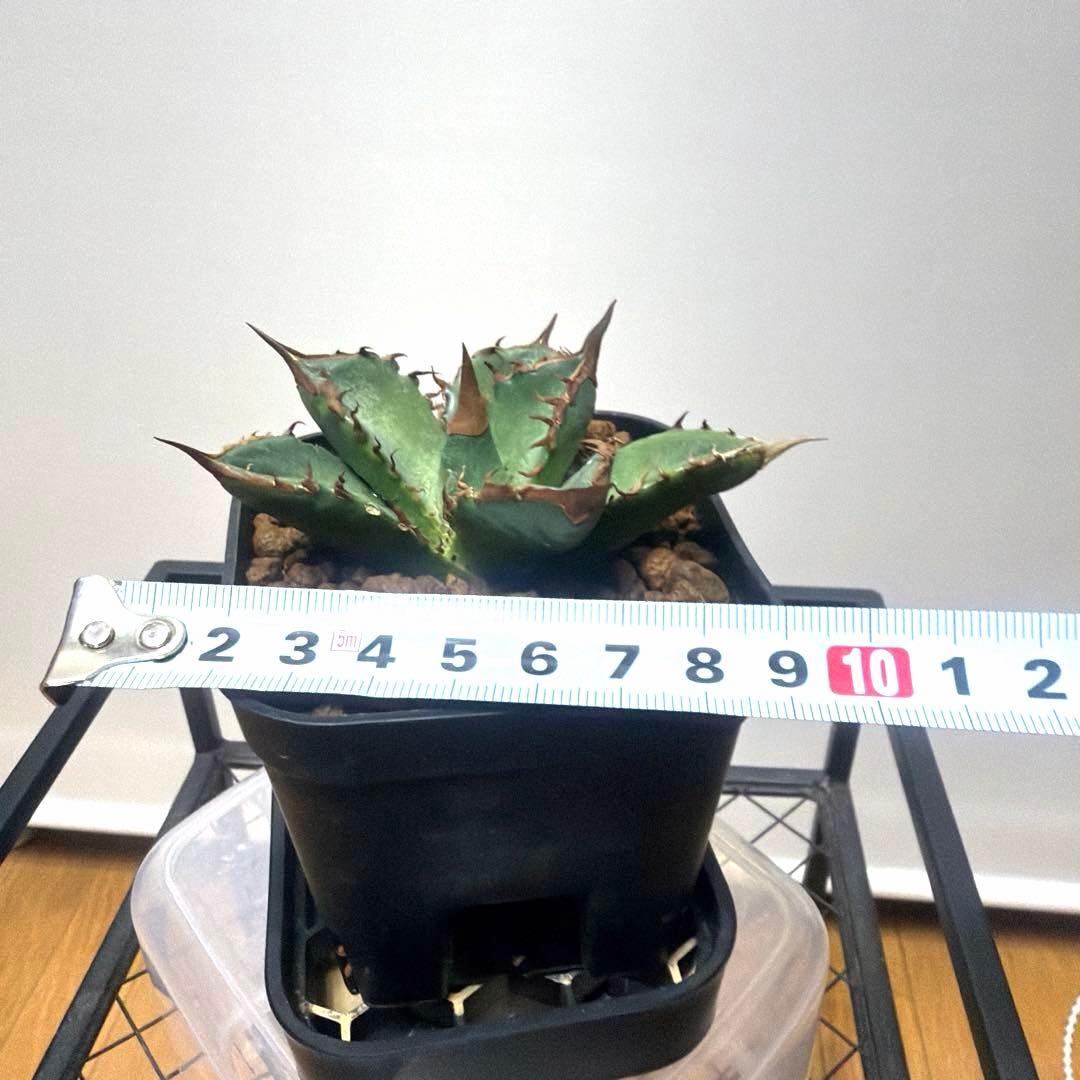 アガベ 鉢植発送 緑犀牛 極上血統 スペシャル個体 超希少