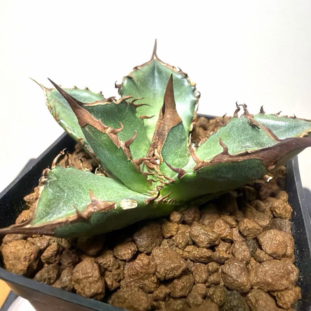 アガベ 鉢植発送 緑犀牛 極上血統 スペシャル個体 超希少