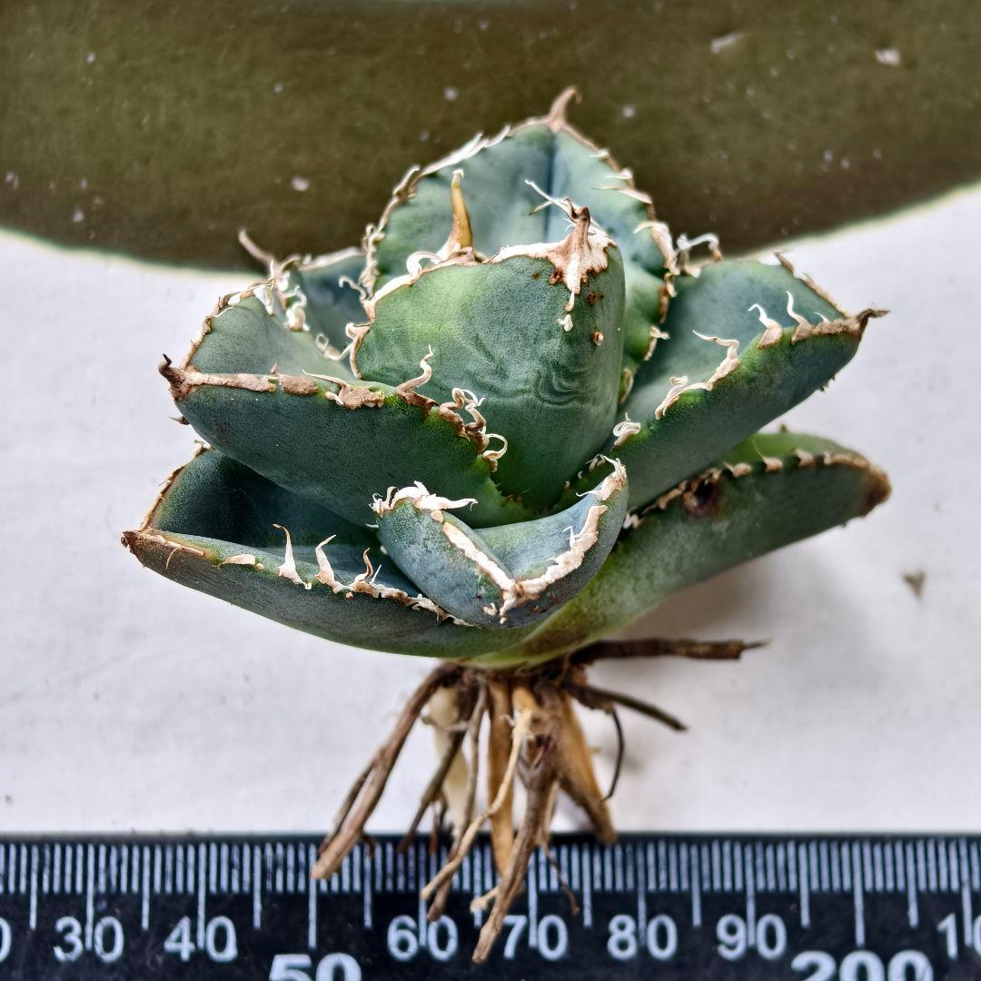751【上澳園芸】 アガベ チタノタ 繁星 優良血統子株