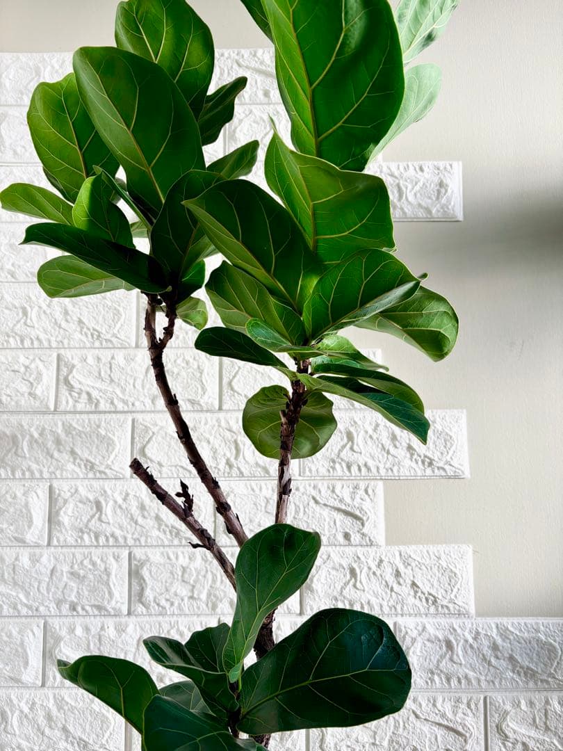 フィカスリラータバンビーノ⭐️曲がり⭐️約135cm⭐️観葉植物