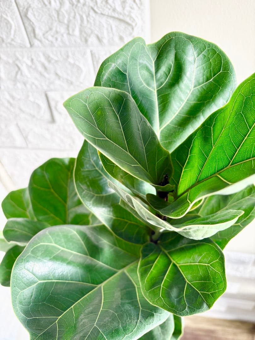 フィカスリラータバンビーノ⭐️曲がり⭐️約135cm⭐️観葉植物