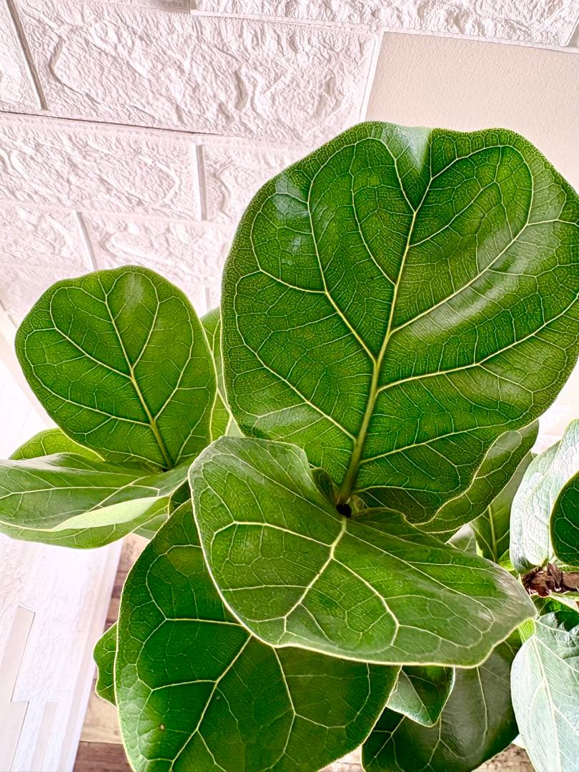 フィカスリラータバンビーノ⭐️曲がり⭐️約135cm⭐️観葉植物