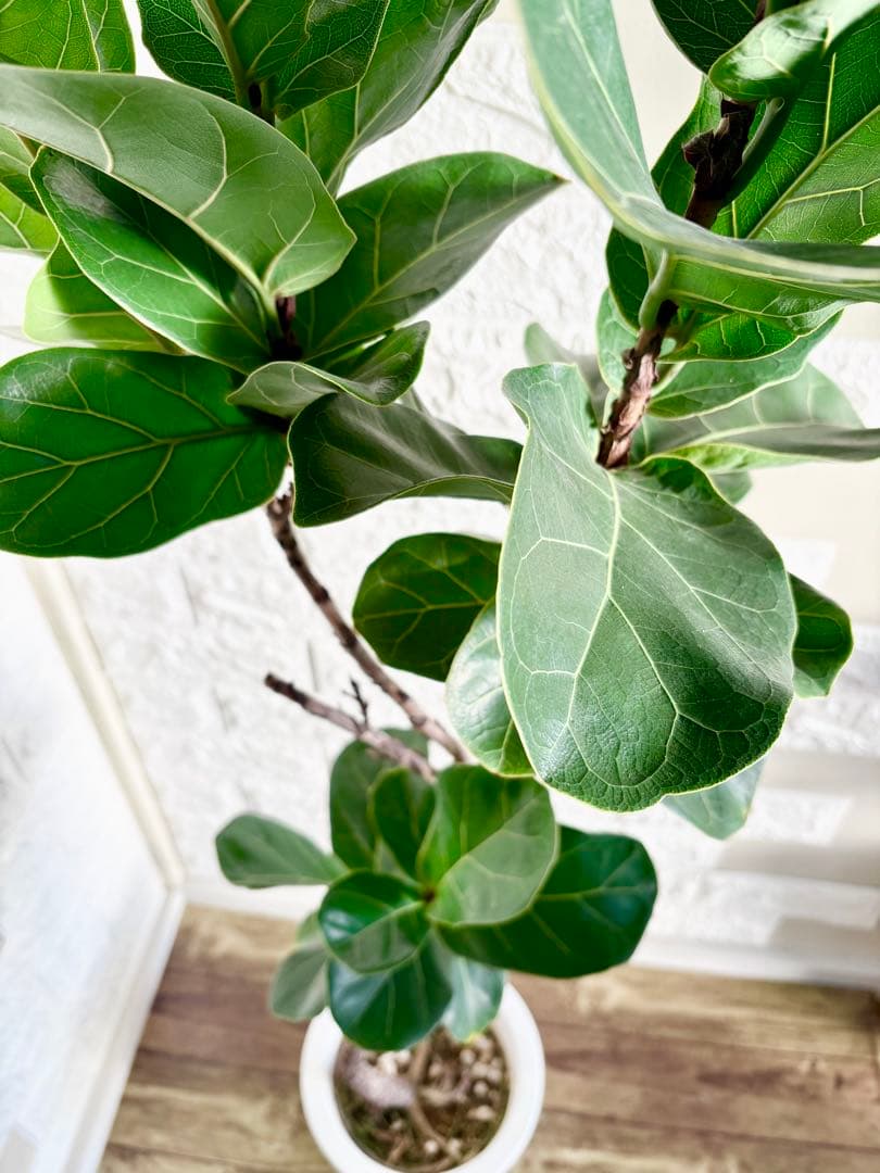 フィカスリラータバンビーノ⭐️曲がり⭐️約135cm⭐️観葉植物