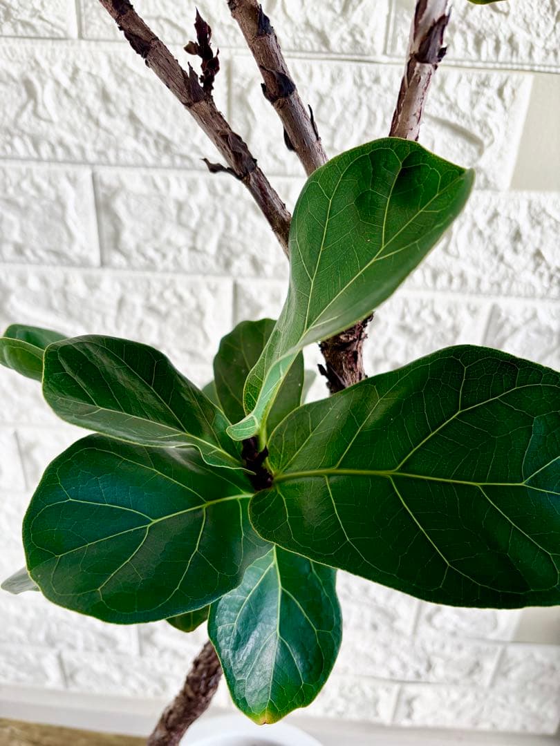 フィカスリラータバンビーノ⭐️曲がり⭐️約135cm⭐️観葉植物