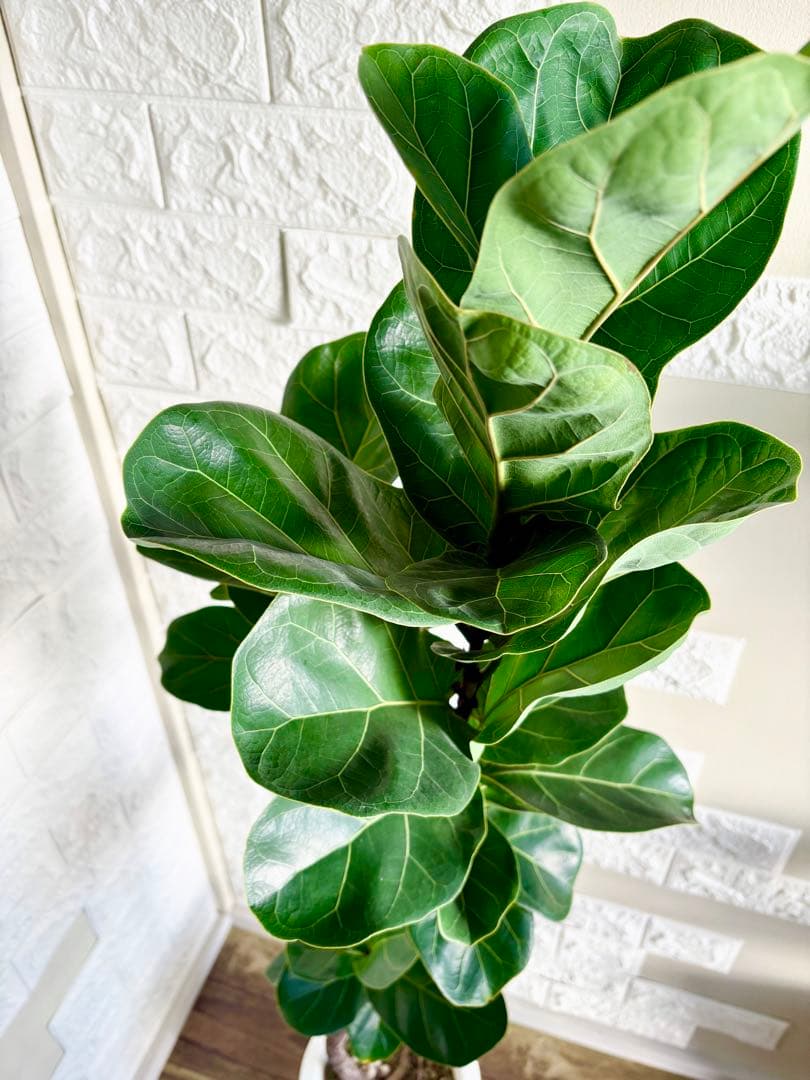 フィカスリラータバンビーノ⭐️曲がり⭐️約135cm⭐️観葉植物