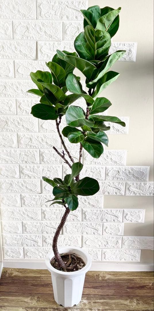フィカスリラータバンビーノ⭐️曲がり⭐️約135cm⭐️観葉植物