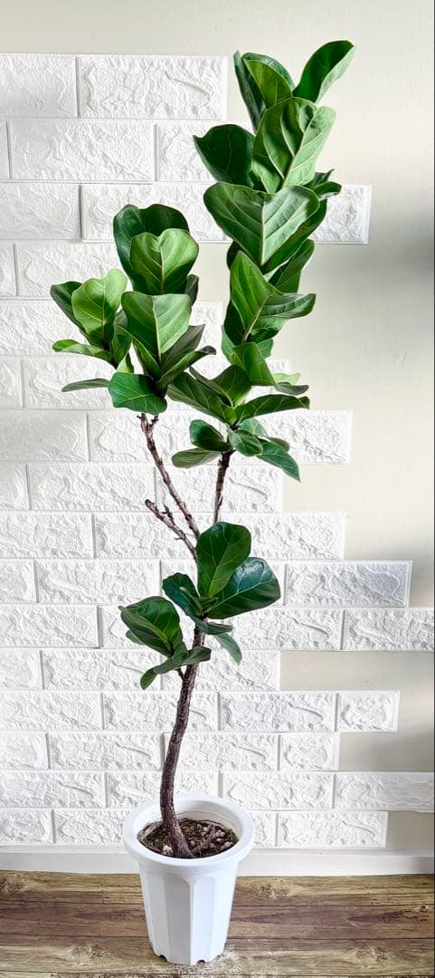 フィカスリラータバンビーノ⭐️曲がり⭐️約135cm⭐️観葉植物