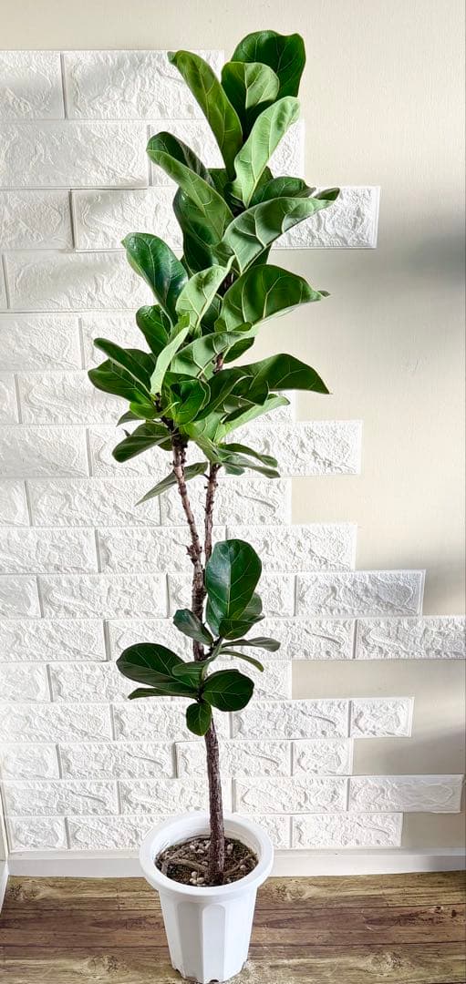 フィカスリラータバンビーノ⭐️曲がり⭐️約135cm⭐️観葉植物