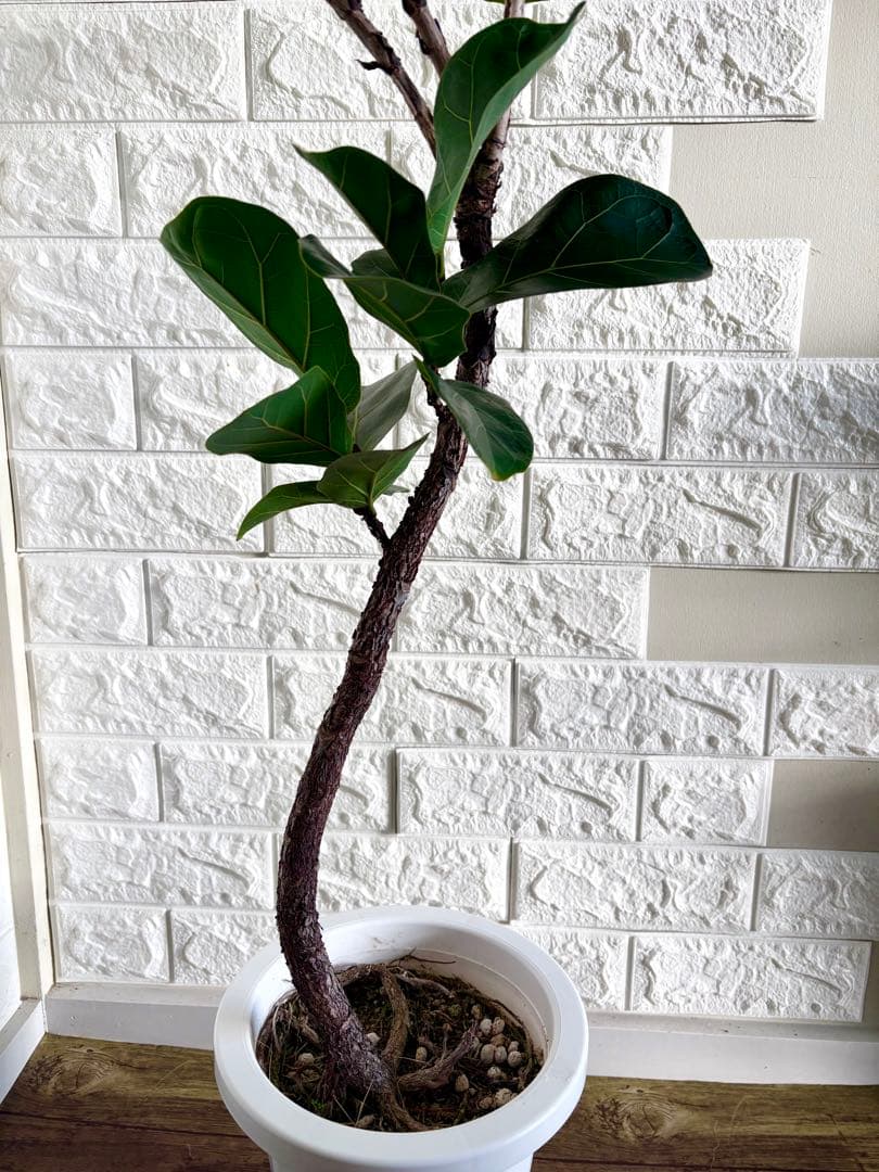フィカスリラータバンビーノ⭐️曲がり⭐️約135cm⭐️観葉植物