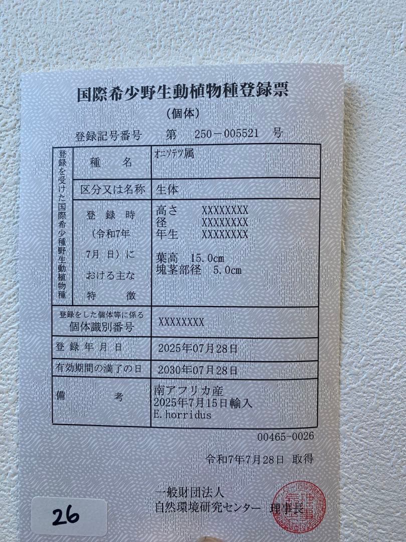 エンセファラルトスホリダス