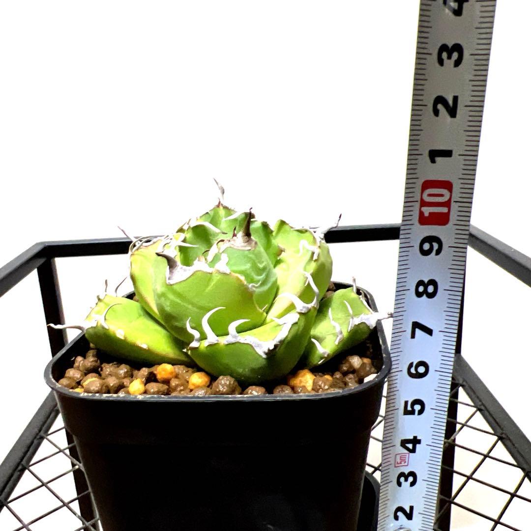 33さま　セット販売