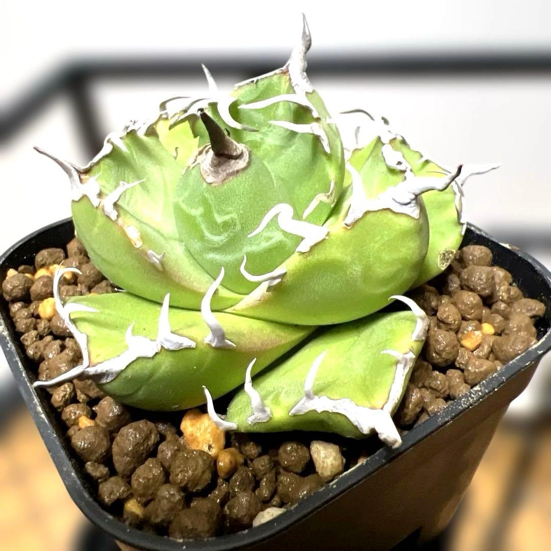 33さま　セット販売