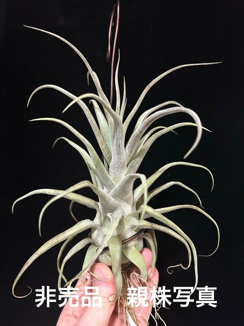 Z*0様 Tillandsia BC×（seleriana×streptophy