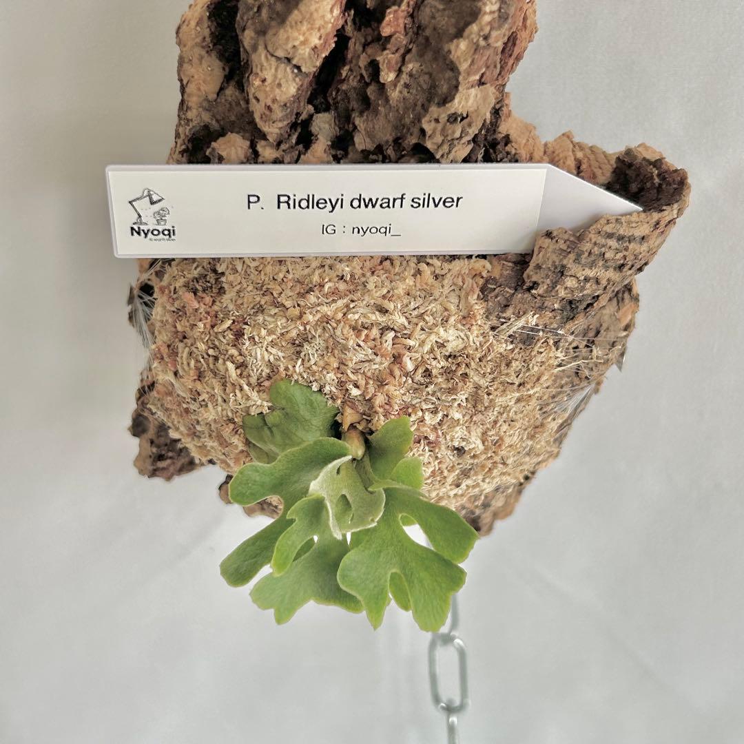 ビカクシダ P. Ridleyi dwarf silver(TC)
