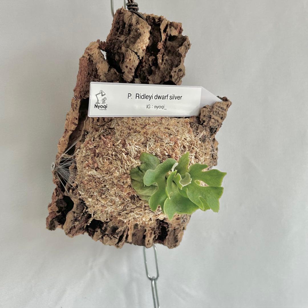 ビカクシダ P. Ridleyi dwarf silver(TC)