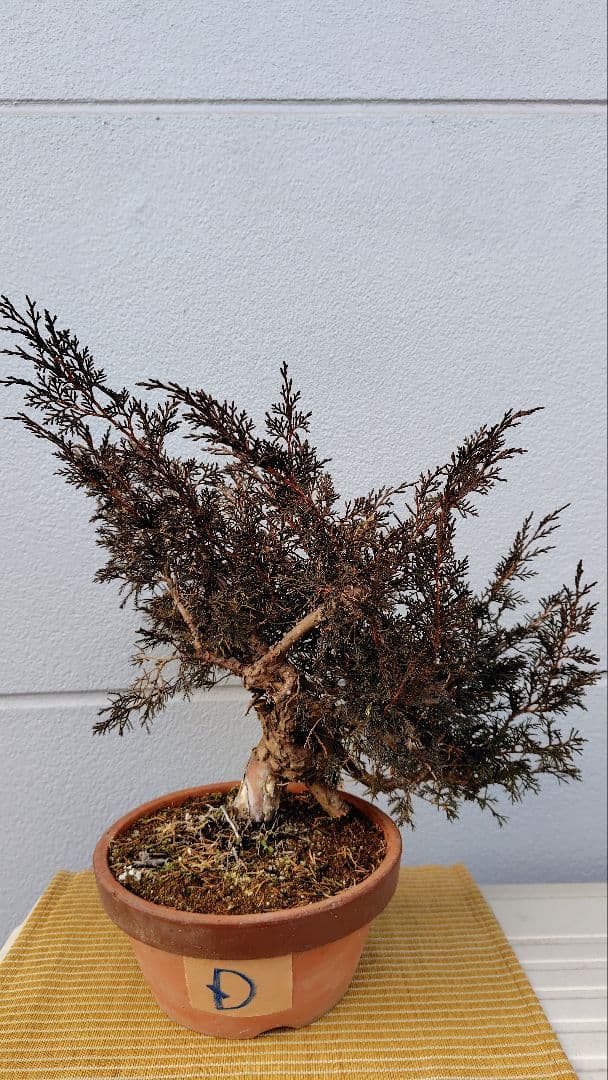 糸魚川真柏　素材 D218