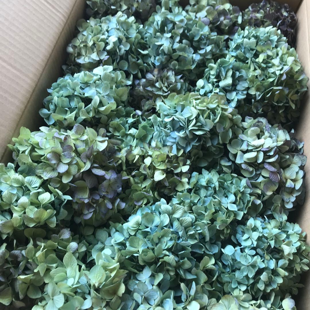 紫陽花ドライフラワー M3 105サイズ 北海道産