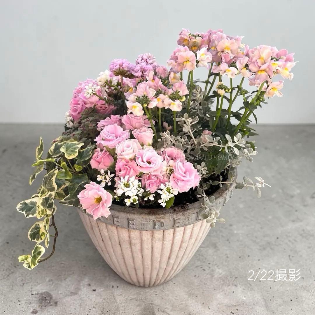 ふりふりパステルピンク｜バラ咲きプリムラの寄せ植え