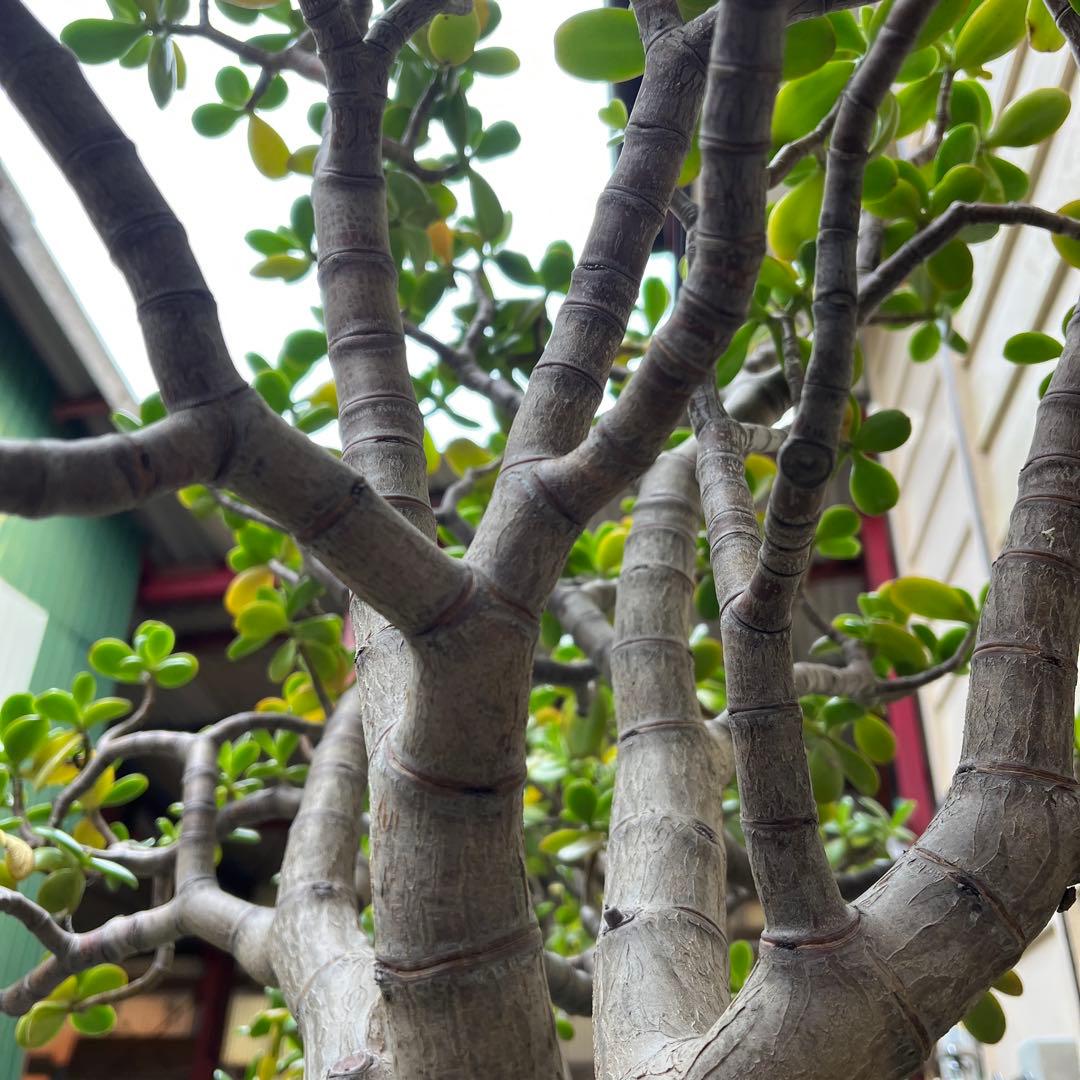 超特大型 金のなる木 古株 鉢植え（高さcm.直径12cm）