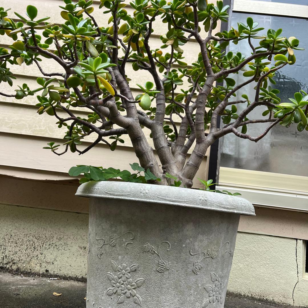 超特大型 金のなる木 古株 鉢植え（高さcm.直径12cm）