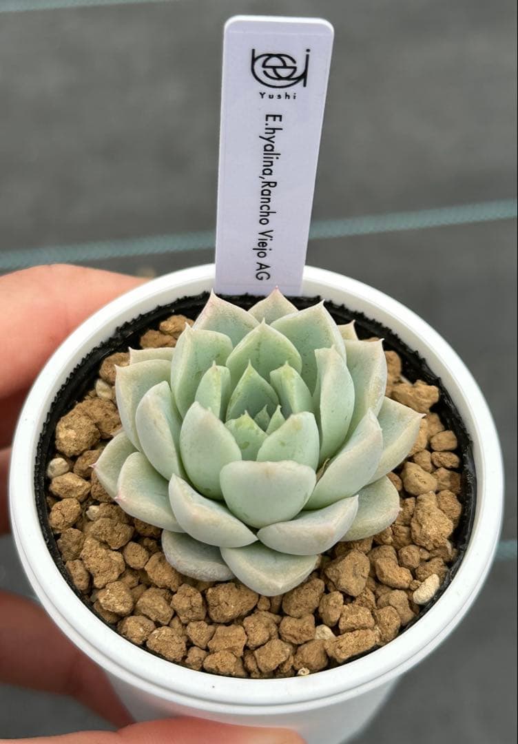 ヒアリナ4種セット